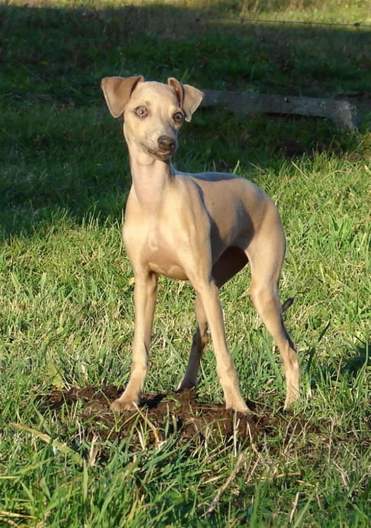 Italiensk mynde Nubit (Golden Lady) billede 5