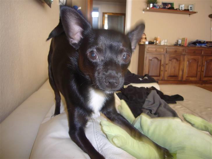 Chihuahua shaggi billede 12