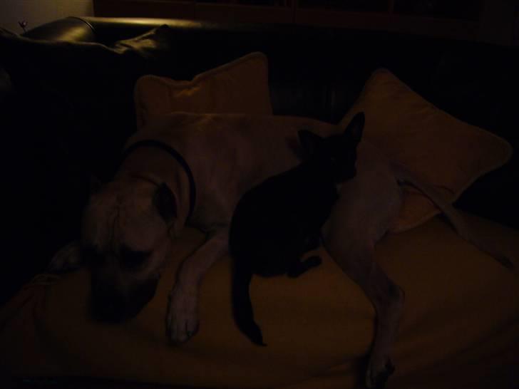 Chihuahua shaggi - mig og min dejlige storebror diego.. billede 13