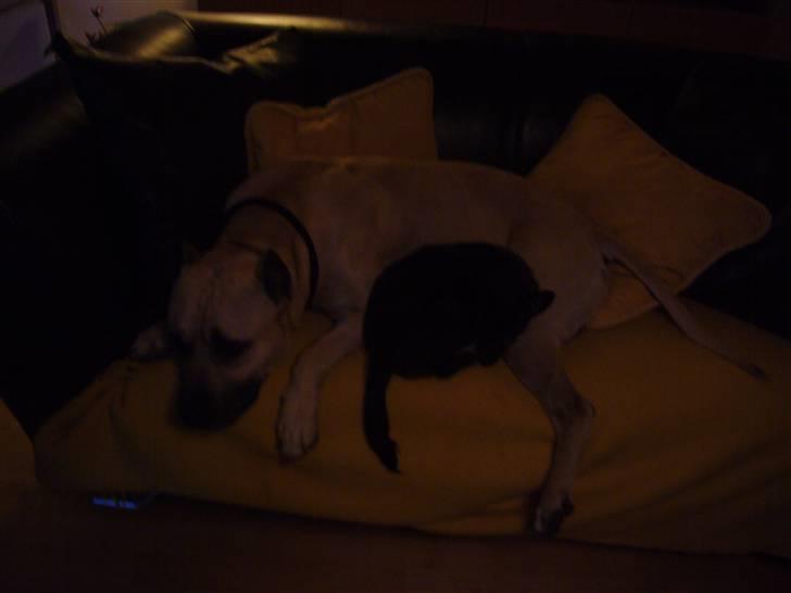 Chihuahua shaggi - Elsker og putte.. billede 14