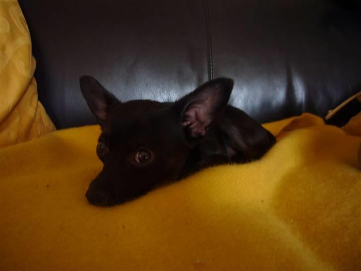 Chihuahua shaggi - lille mig.. billede 15