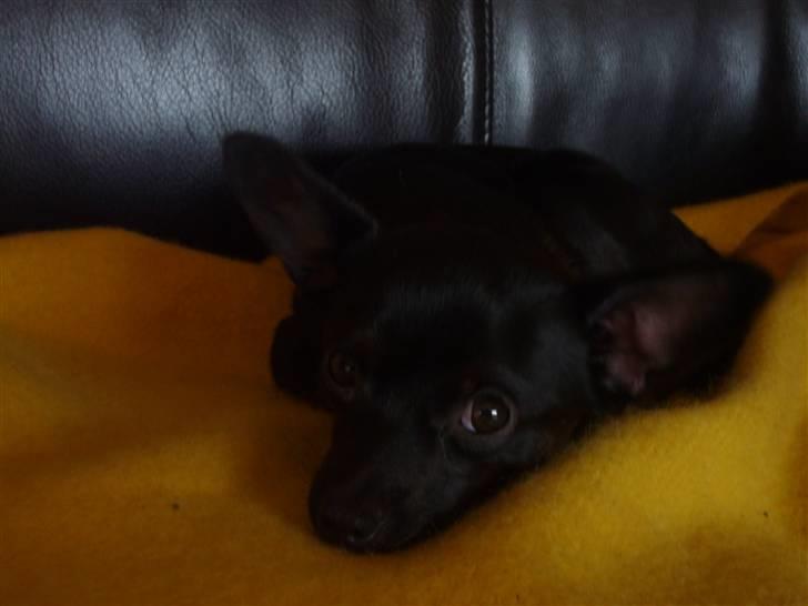 Chihuahua shaggi - jeg er da lidt nuser..  billede 16