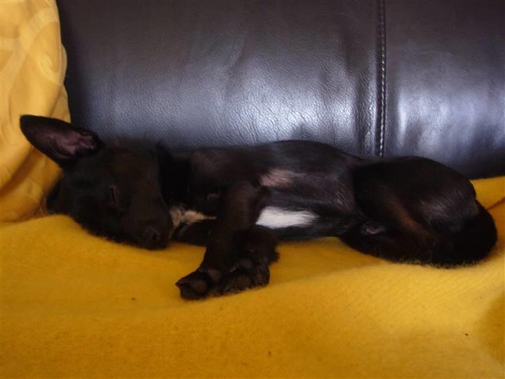 Chihuahua shaggi - sover dejlig trygt.. billede 17