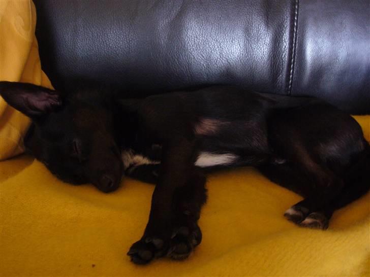 Chihuahua shaggi billede 18