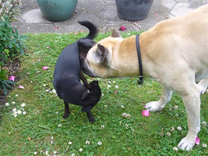 Chihuahua shaggi billede 19