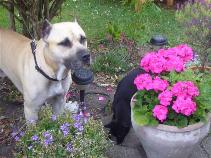 Chihuahua shaggi billede 20