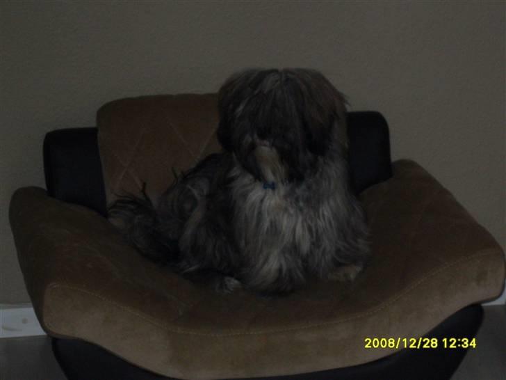 Lhasa apso Coco billede 2