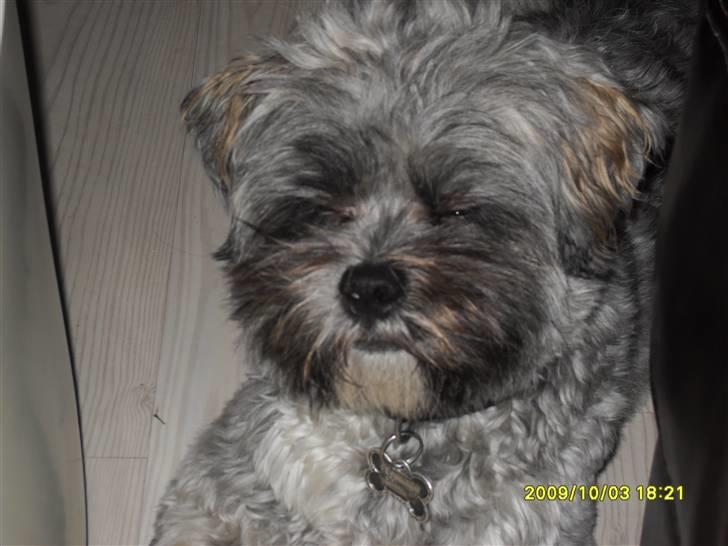 Lhasa apso Coco billede 5