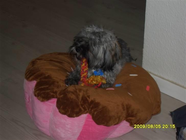 Lhasa apso Coco billede 6