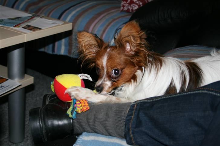 Papillon Felix 2007 billede 16