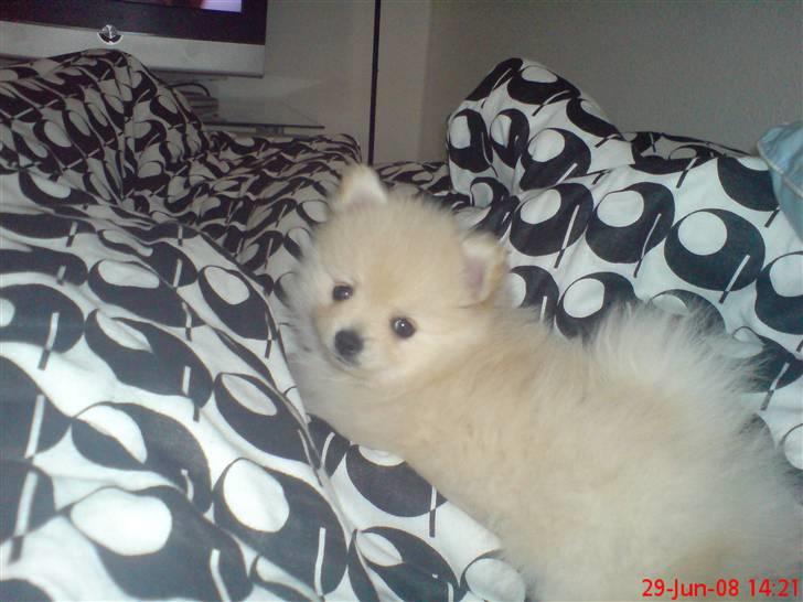 Pomeranian  pippo <3 - her ser jeg tv med mor :) billede 2