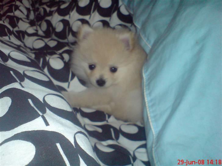 Pomeranian  pippo <3 billede 3