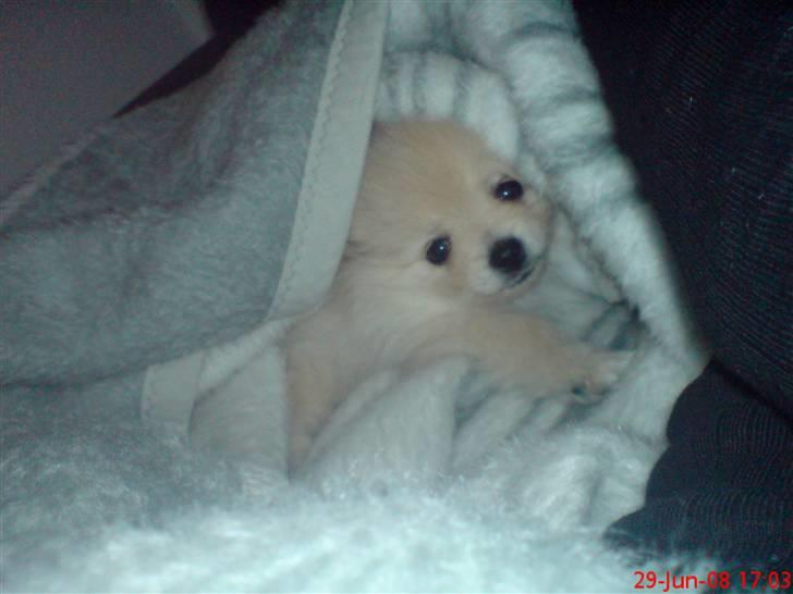 Pomeranian  pippo <3 billede 4