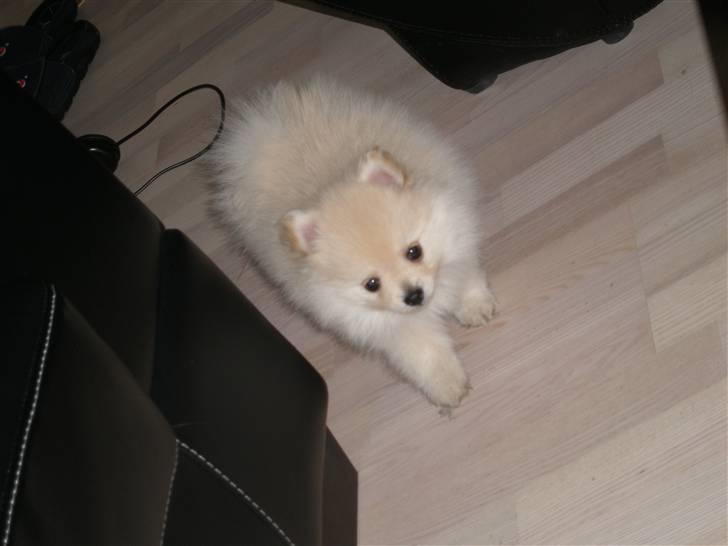 Pomeranian  pippo <3 billede 7