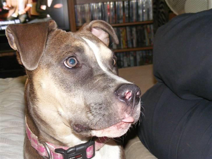 Blanding af racer Joy billede 20