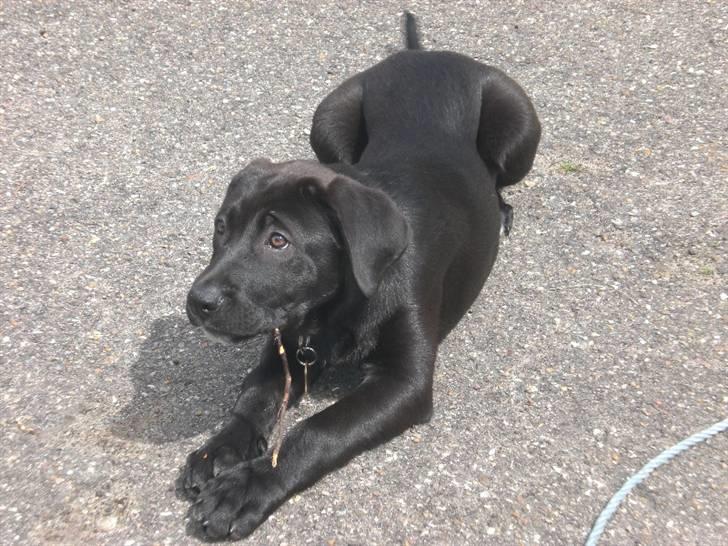 Blanding af racer Bella  R.I.P - Kaldte du? Jeg er altså lige ved at ordne denne pind. billede 1