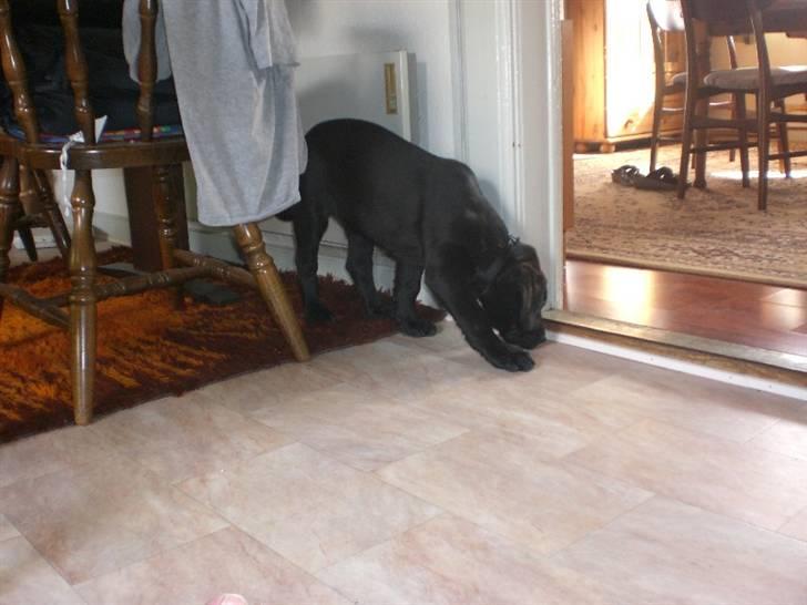 Blanding af racer Bella  R.I.P billede 2