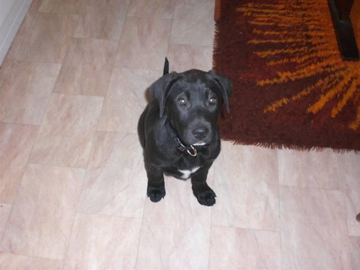 Blanding af racer Bella  R.I.P billede 3