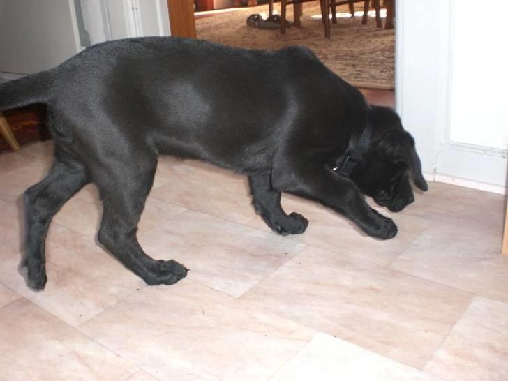 Blanding af racer Bella  R.I.P billede 4