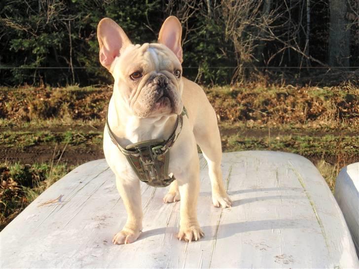 Fransk bulldog Felix billede 1