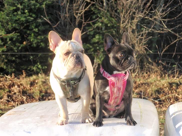 Fransk bulldog Felix billede 2