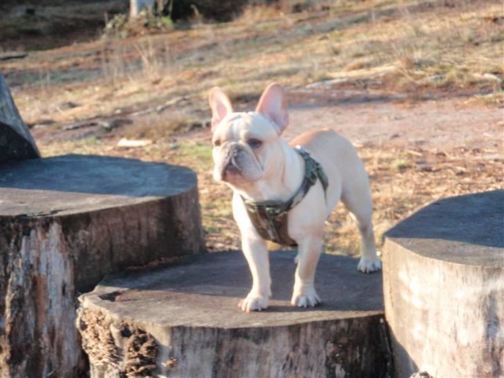 Fransk bulldog Felix billede 3