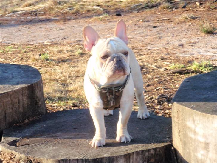 Fransk bulldog Felix billede 4