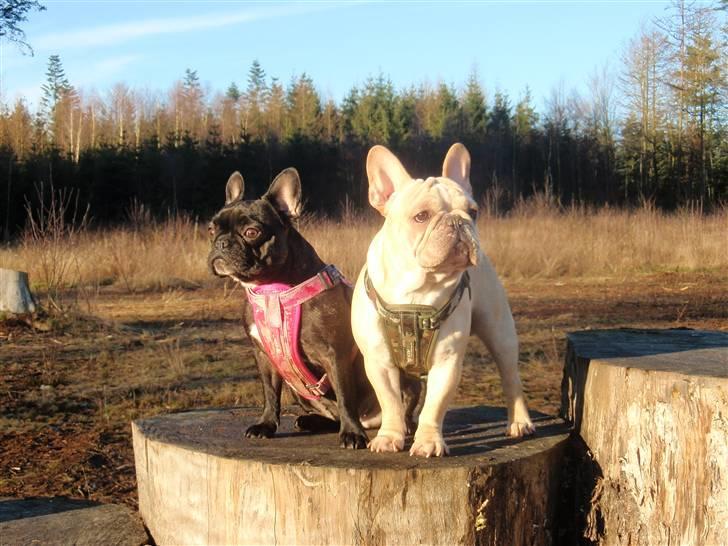 Fransk bulldog Felix billede 5