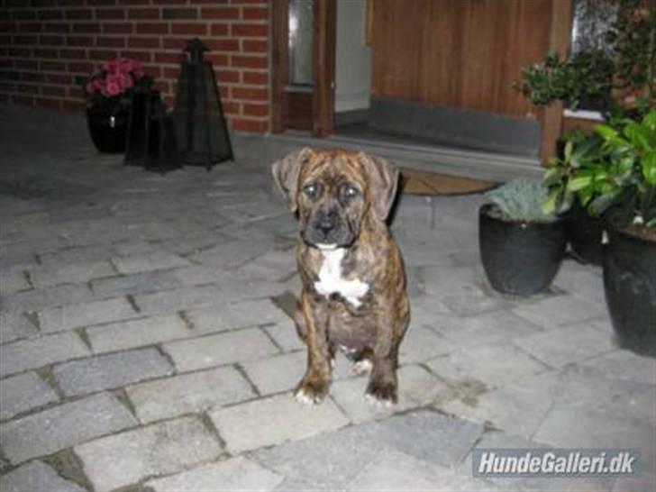 Amerikansk staffordshire terrier Dollar billede 3