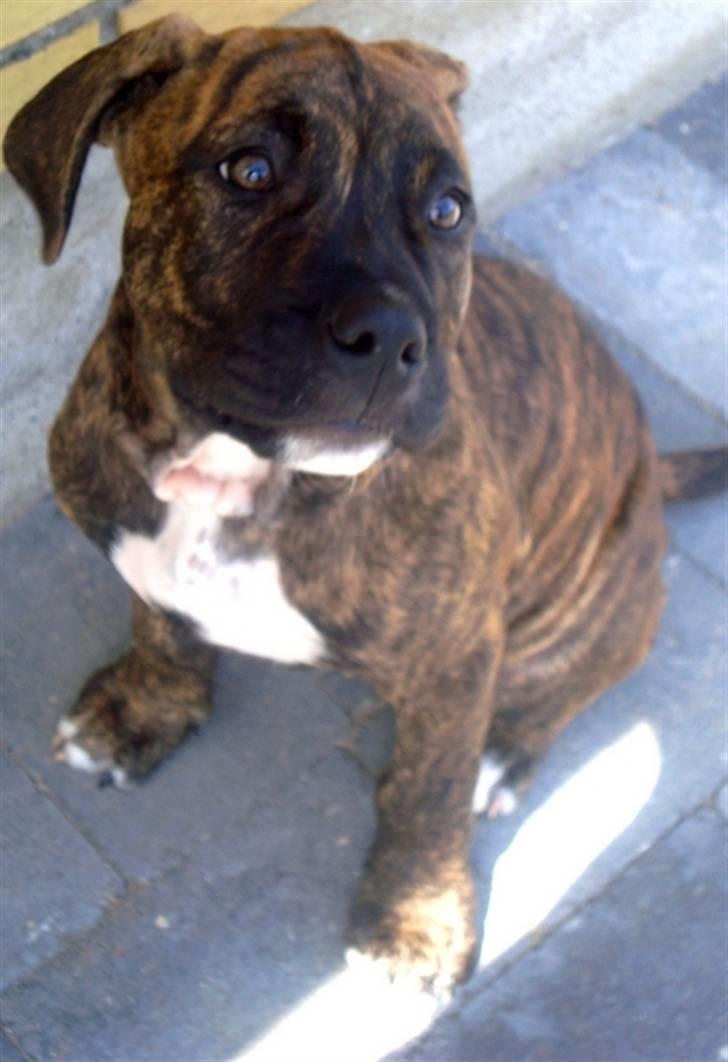 Amerikansk staffordshire terrier Dollar billede 4