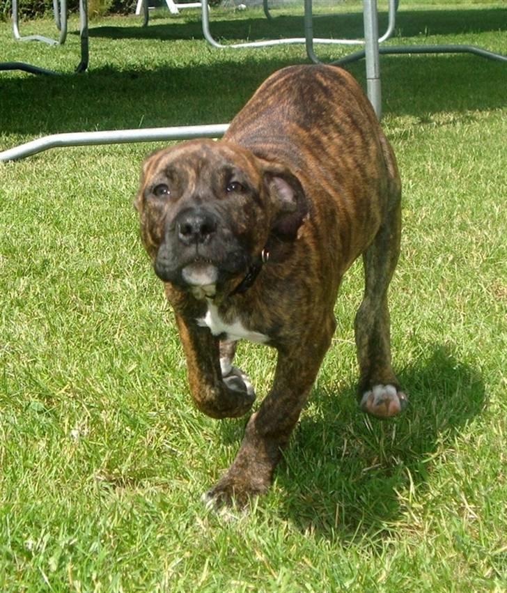 Amerikansk staffordshire terrier Dollar billede 5