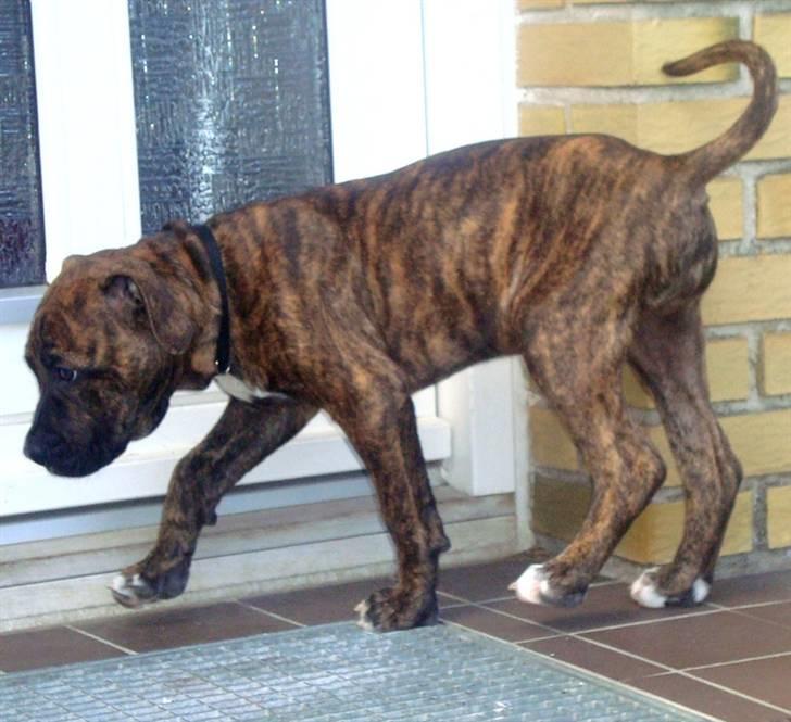 Amerikansk staffordshire terrier Dollar billede 6