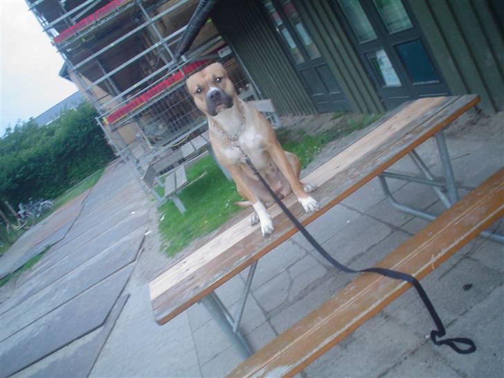 Blanding af racer ciska.  -  Ciska når hun er i stirre humør, & står og stirre på mig mens jeg snakker i telefon? (:  billede 17