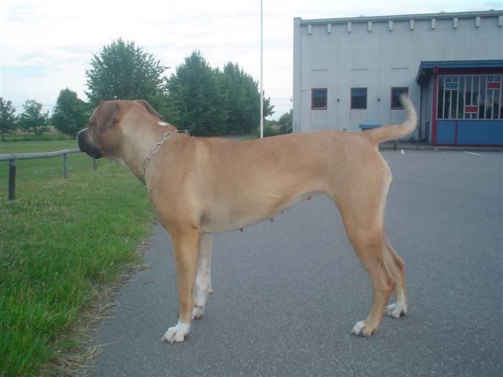 Blanding af racer ciska.  -  hendes slanke krop. - & nej, hun er ikke mishandlet. sådan skal hun se ud.  billede 18