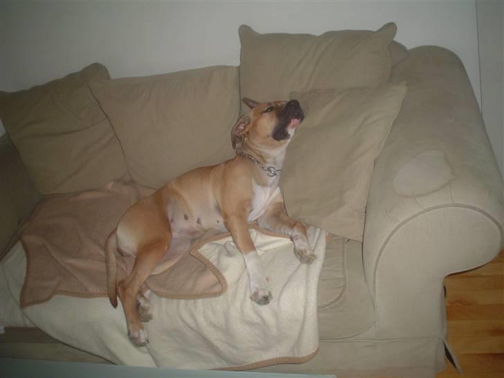 Blanding af racer ciska.  -  ciska når hun sover. :o) lol  billede 19