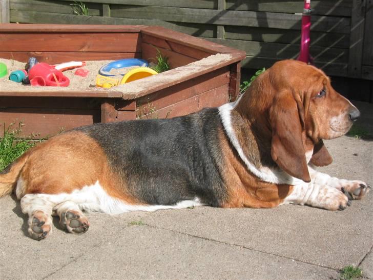 Basset hound Augusta - Dronning Augusta billede 1