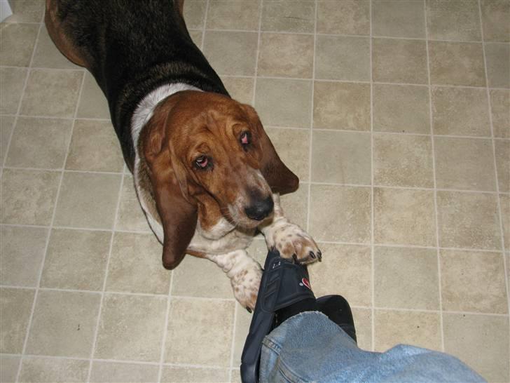 Basset hound Augusta billede 2