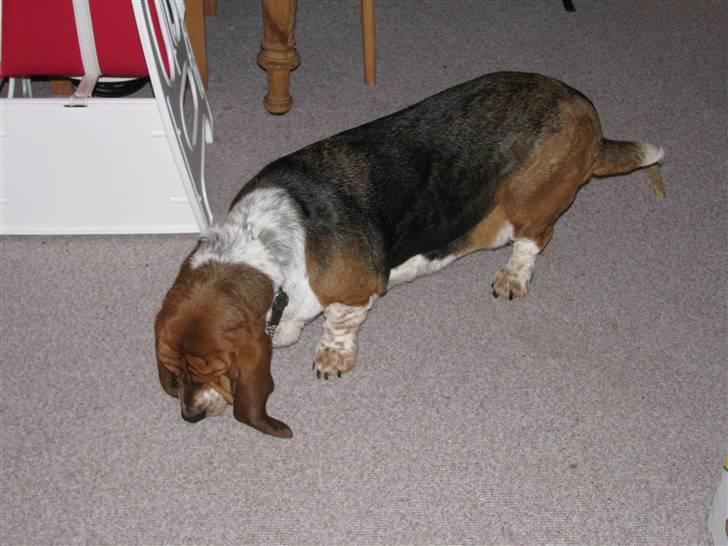Basset hound Augusta billede 3