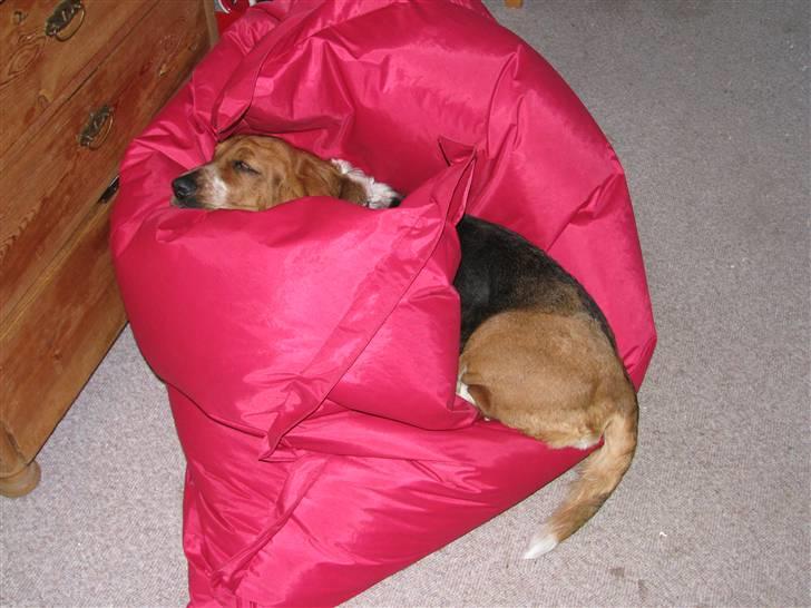 Basset hound Augusta billede 4