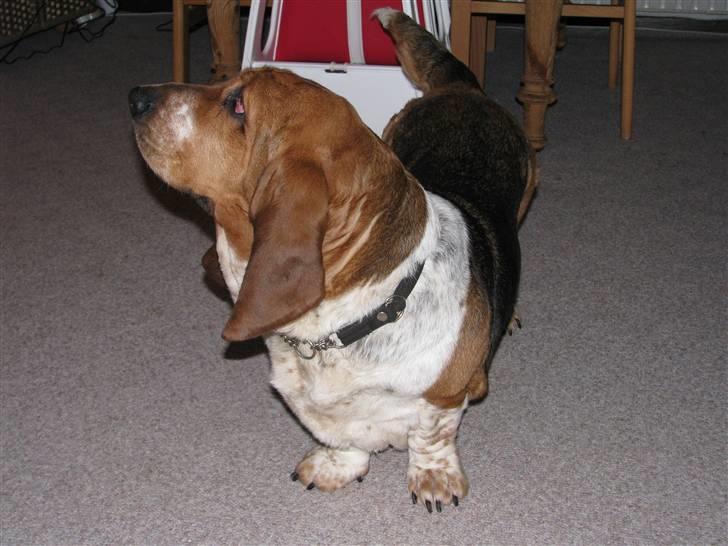 Basset hound Augusta billede 5