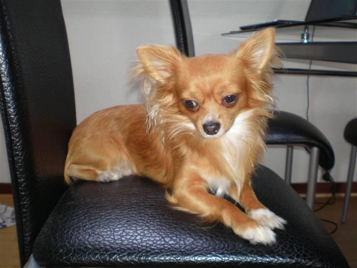 Chihuahua Simba - Simba- Simba - Simba <3 billede 2