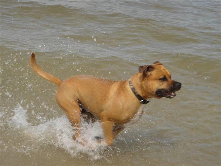 Amerikansk staffordshire terrier Cuda - Det er lækkert at være i vandet.. billede 2