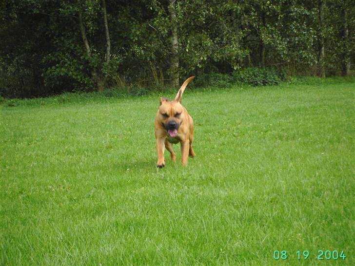 Amerikansk staffordshire terrier Cuda - Jeg kommer nu moar...  billede 3