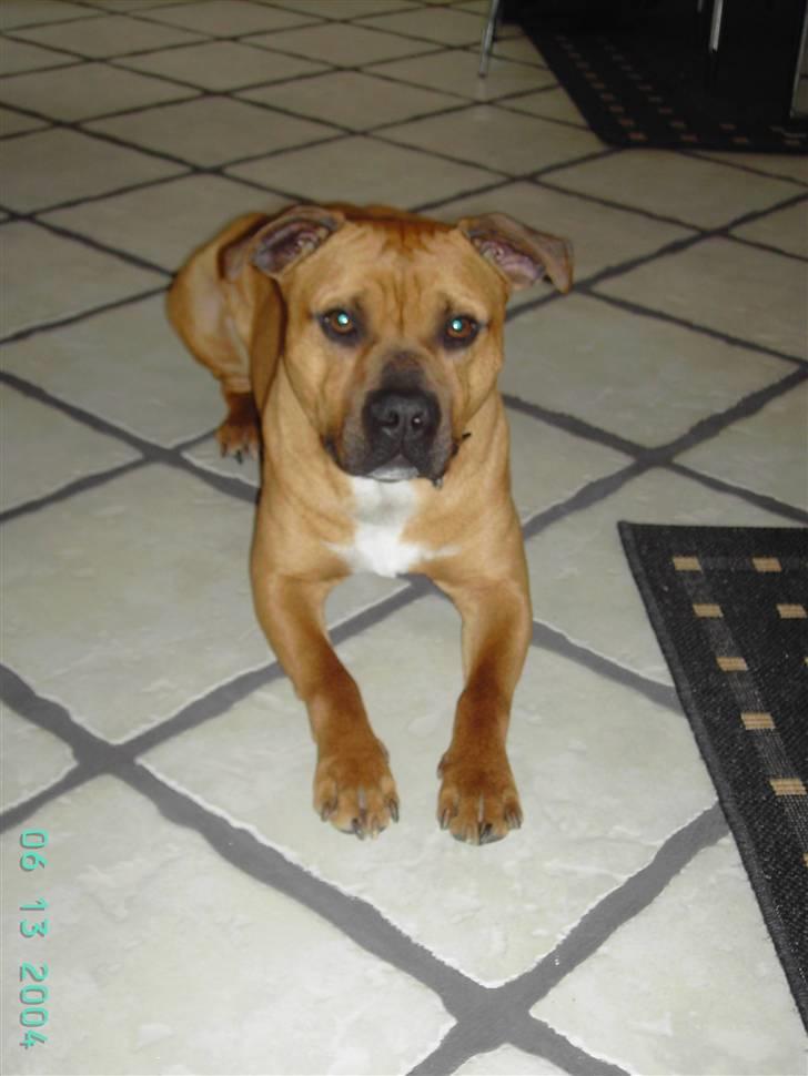 Amerikansk staffordshire terrier Cuda - Hej mor.. billede 4