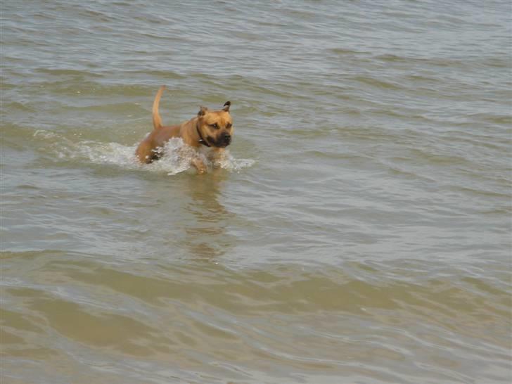 Amerikansk staffordshire terrier Cuda - Cuda elsker at bade :) En rigtig vandhund.. billede 5