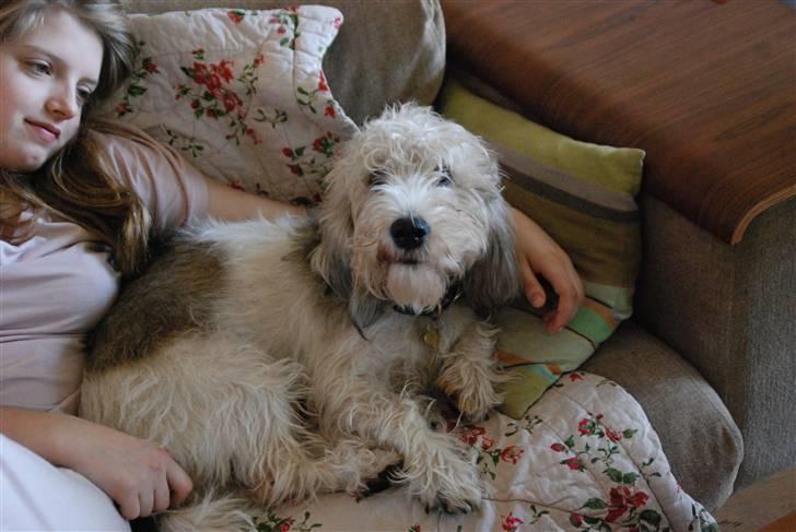 Petit basset griffon wendéen Indiana jones  - Indi som han ser ud idag billede 1