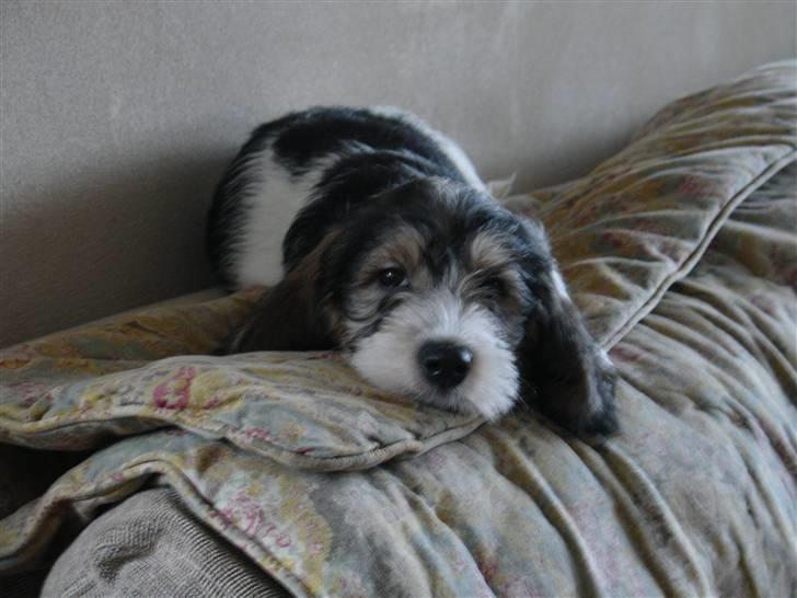 Petit basset griffon wendéen Indiana jones  - Indi som lille hvalp<3 billede 2