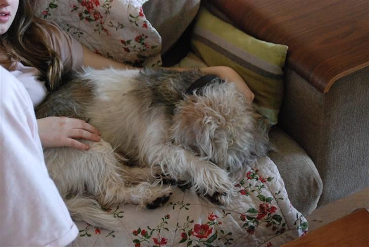 Petit basset griffon wendéen Indiana jones  - Titte titte bøh indi som han ser ud idag billede 3