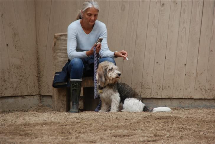Petit basset griffon wendéen Indiana jones  - indi oppe på gården hvor vi stod med vores heste (indi som han ser ud idag) billede 4