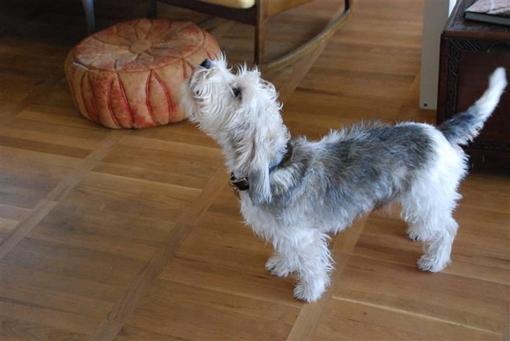 Petit basset griffon wendéen Indiana jones  - indi som han ser ud idag gør på kommando billede 5
